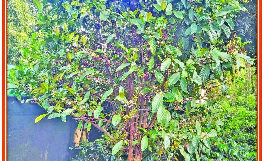 နိုင်ငံတော်ရွှေသီးဖို့ လိုက်ဘရီကာကော်ဖီ စီးပွားဖြစ်စိုက်ပျိုးကြပါစို့