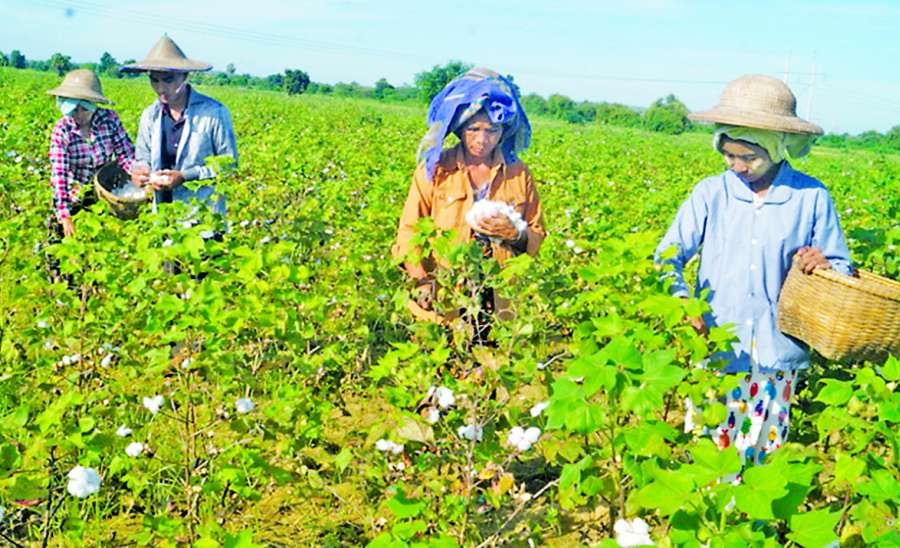 ဆောင်းပါး