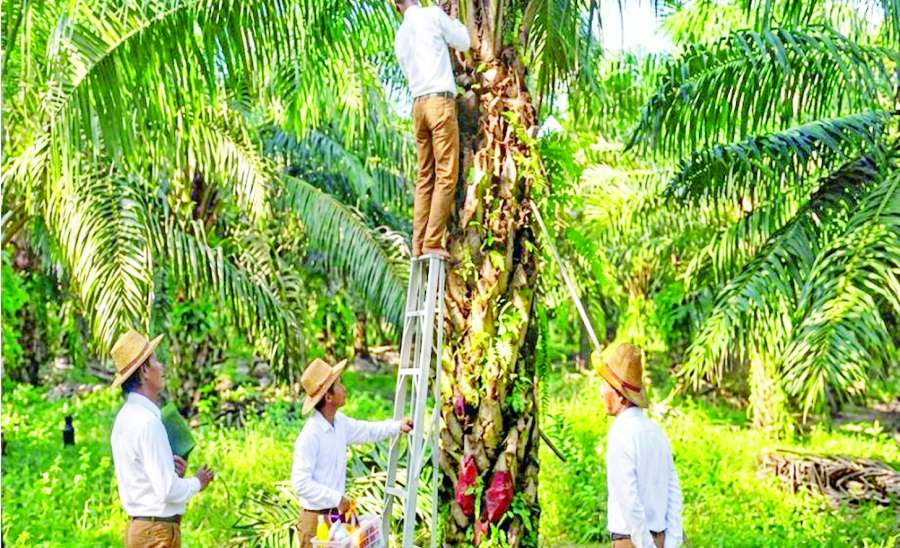 ဆောင်းပါး