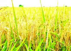 ဆောင်းပါး