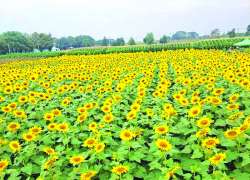 သီးနှံအထွက်နှုန်း မလျော့နည်းစေဖို့ ပေါင်းကို ကာကွယ်နှိမ်နင်းစို့