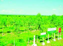သစ်ပင်စိုက်ပျိုးခြင်းဖြင့် အနာဂတ်ကို စောင့်ရှောက်ကြပါစို့
