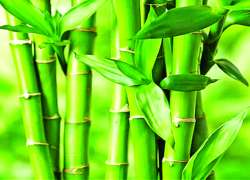 ဆောင်းပါး