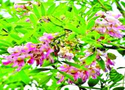 ဆောင်းပါး