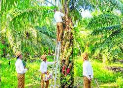 ဆောင်းပါး
