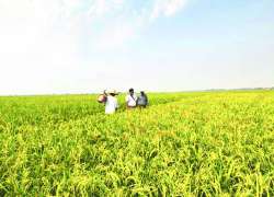 ဆောင်းပါး
