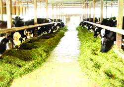 ဆောင်းပါး