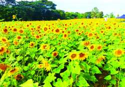 ဆောင်းပါး