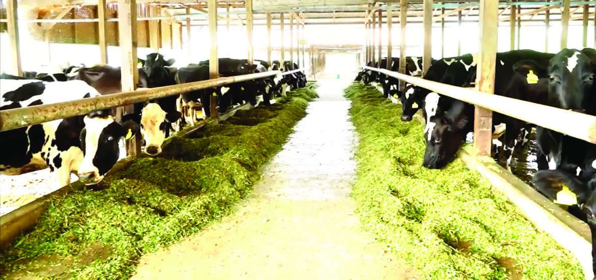 ဆောင်းပါး