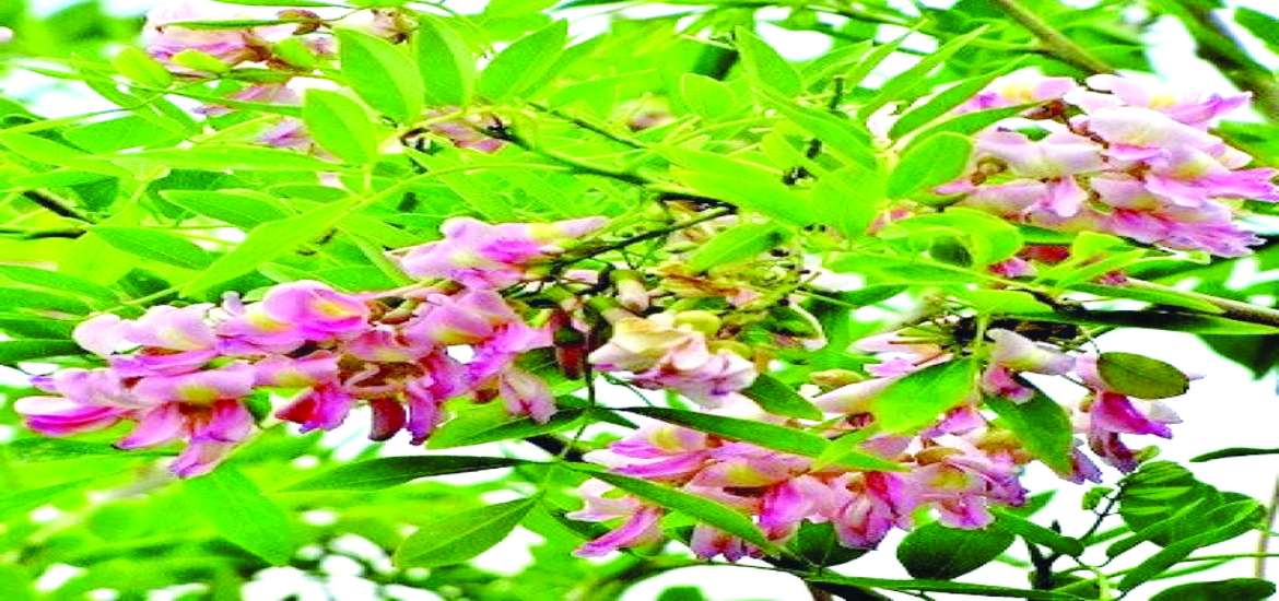 ဆောင်းပါး